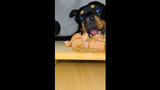 ASMR PUP ROCK EXCLUSIVE 🐶 (must watch) [4K]