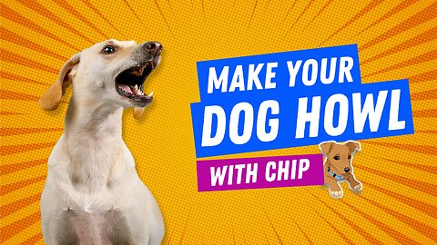 Make Your Dog Howl With Sirens and Chip! Guaranteed to Get Your Dogs Howling and Barking!