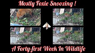 A Forty-first Week In Wildlife - Mostly Foxie Snoozing !