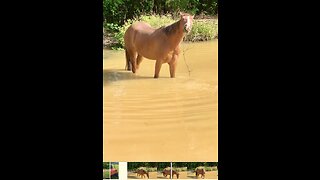 Playful Colt plays with stick while in the pond