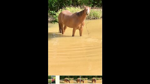 Playful Colt plays with stick while in the pond