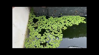 Azolla (Azolla caroliniana) - A Water Plant You Need to Know About!