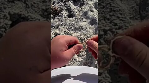 Metal Detecting Florida Beach For Treasure & Jewelry