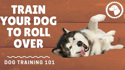 How To Teach Your Dog To Roll Over | DOG TRAINING 🐶 #BrooklynsCorner
