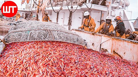 How Shrimp Are Caught & Processed | From Sea to the Shrimp Processing Factory
