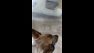 Aggressive dog rehabilitation