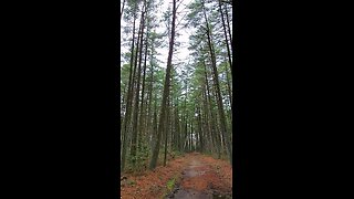 Hiking through the soggtly woods of Delaware