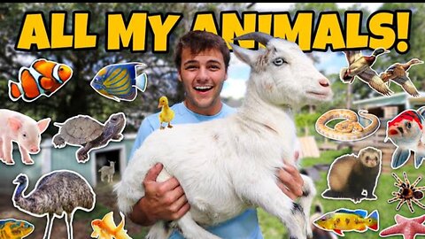 ALL My ANIMALS on My Property in ONE Video (updated)!