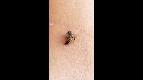 Why Honey Bee dies soon after they sting Humans😳😳