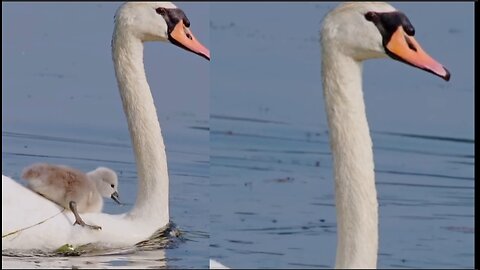 Mute Swans Get Of A Free Ride Thank You Mommy