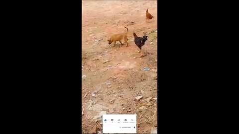 Funny Animal Short Videos _ Pets Shorts _ Funny Videos @Shorts