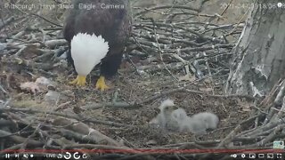 Hays Eaglets offered food... Look over there maybe Mom will go away! 2021 04 03 18:02