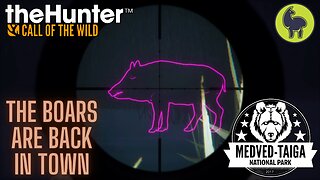 The Boars are Back in Town, Medved Taiga | theHunter: Call of the Wild (PS5 4K)