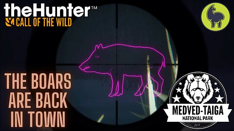 The Boars are Back in Town, Medved Taiga | theHunter: Call of the Wild (PS5 4K)