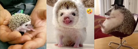 Cute Little Hedgehogs Compilation / TRY NOT TO AWW!