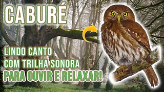 Canto da Coruja “CABURÉ”🦉|🎧Música Para Relaxar - Quase uma Adoração