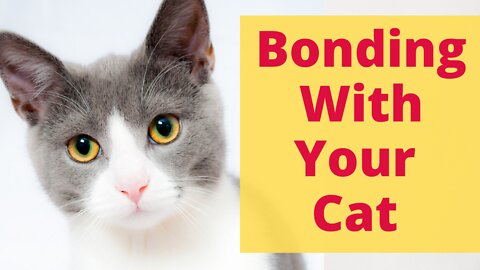 How to Bond With A Cat Better? Advice From Cat Owners On Establishing Relationship With Your Cat