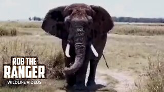 Elephant Bull In Amboseli | Livestream From Zebra Plains | Zebra Plains