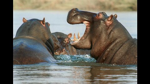 Hippopotamus 🦛 One Of The Tallest Animals In The World