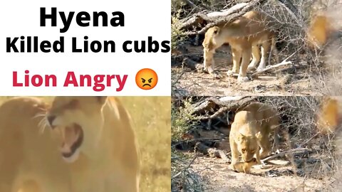 Hyena Kidnap Lion Cubs & Mother Lion Took Revenge 2022 @Animal Channel
