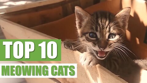 TOP 10 MEOWING CATS