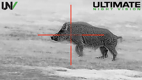 Hunting Big Boars with High Definition Thermal Scope 1280x1024