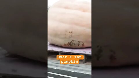 How to transport a 1 ton pumpkin