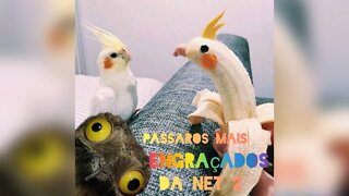 Pássaros mais engraçados da internet #2 || funny birds