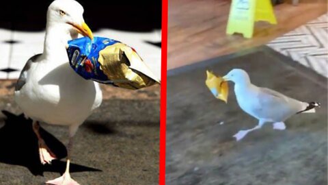 Shoplifting seagull