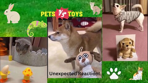 😹Spoiled🐶/🐸Fight, Pets vs. Toys🐻#FannyAnimals🐼 #Memes🦄#viral #respect #funny #theend