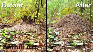 Timelapse of a Fire Ant Colony Rebuilding After a Storm