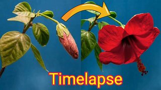 beautiful flower timalapse 🌹