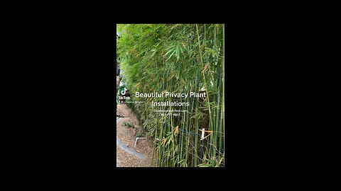 Best Talk Pricvacy Plants Of Florida - Fast Growing - Tall Privacy Plants learn more 407-777-4807