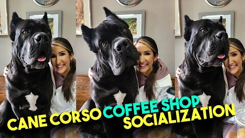 Cane Corso Socialization At Coffee Shop ☕