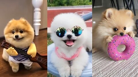 cute video with prices and small dogs and cats