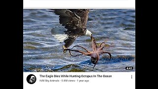 THE EAGLE DIES WHILE HUNTING AN OCTOPUS IN THE OCEAN