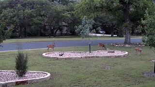 May Wildlife Live Stream