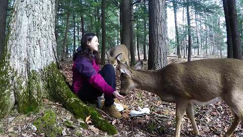 Hand-feeding friendly wild deer