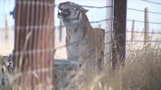 150 Tiger King animals now in Colorado sanctuary