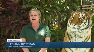 Naples Zoo announces arrival of new Malayan tiger