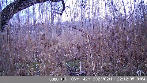 Trail Camera: 8 point Buck