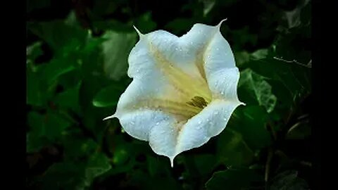 This Wild Flower has a Message to Share ~The Sacred Datura Flower