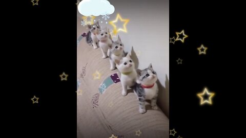 Cute cats/ dancing cats/ funny cats