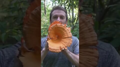 Pristine Chicken of the Woods Mushroom Score!