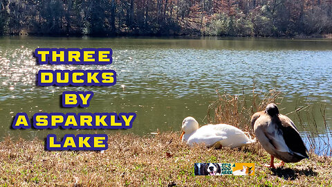 Three Ducks By a Sparkly Lake, Relax Your Mind in Beautiful Nature
