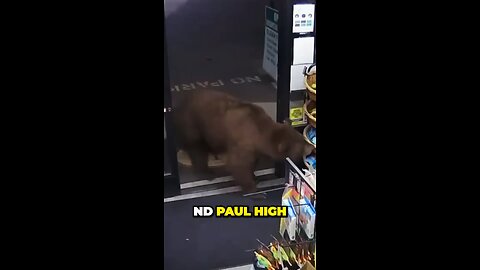 Insane Encounter: Convenience Store Employee vs. 500-Pound Bear