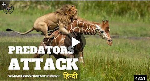 What happened ??? Aggressive lions were tortured to Exhaustion by engry giraffe 🦒 vs lions 🦁