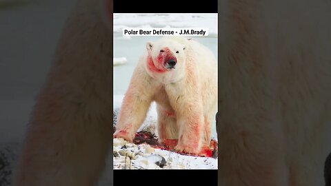 Polar Bear Defense - J.M.Brady #polarbear #voiceover #narration