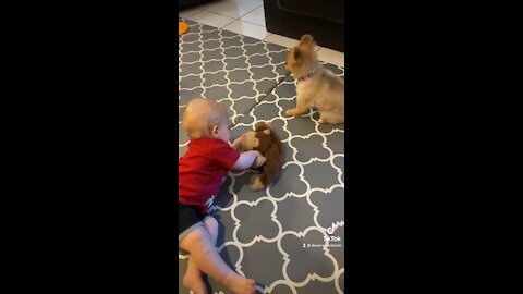 Baby gave Pomeranian puppy her doggy toy to play with but she refused.