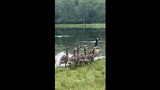 Beautiful Geese and Goslings 🥰